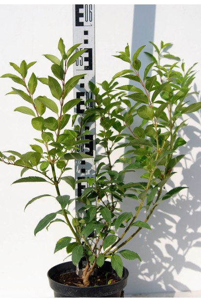 Форзиція середня Лінвуд