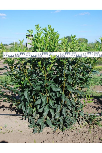 Кущ форзиції Лінвуд