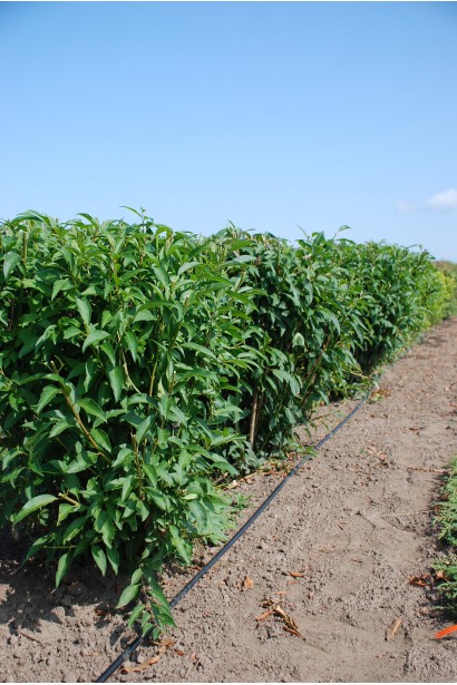 Forsythia intermedia Lynwood 