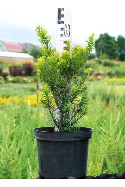 Тис середній Фармен — компактний декоративний кущ.