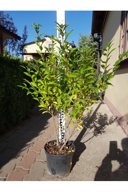 Форзиція середня Уікенд в садовому центрі