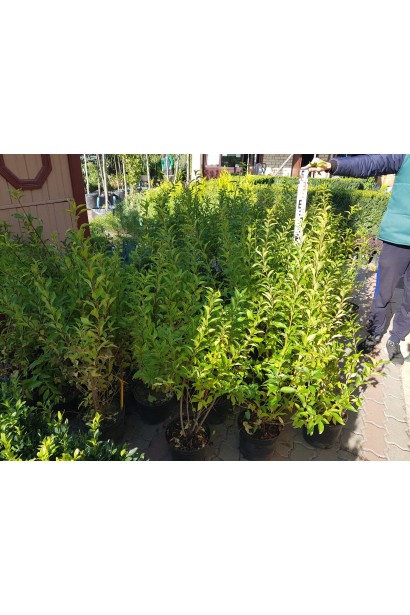 Купити Форзицію Вікенд у контейнері