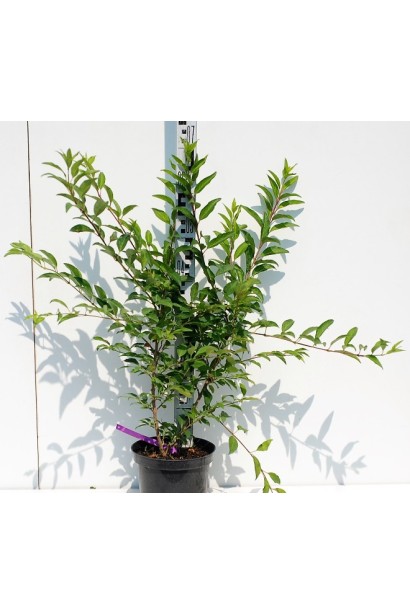 Форзиція Уікенд — чудова жовта прикраса для саду.