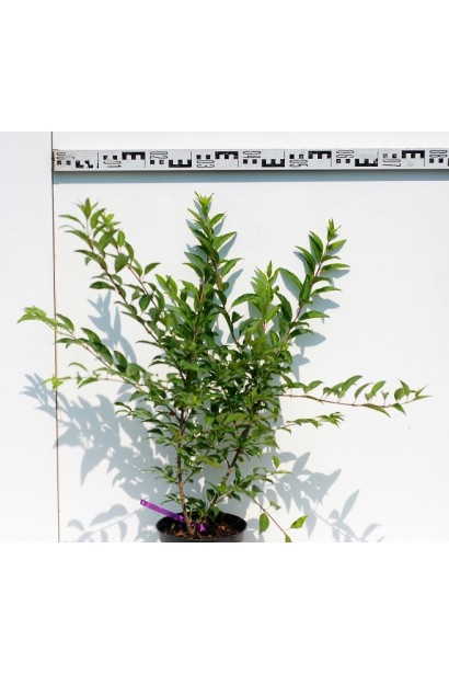 Форзиція середня Уікенд / Вікенд