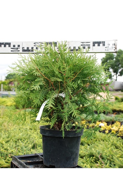 Саженец туи Вудварди с плотной хвоей.