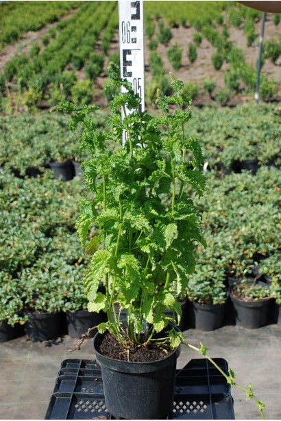 М’ята кучерява Кріспа - 3л/вис.40-50см/Ø20-30см