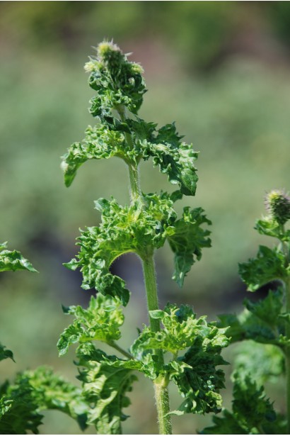 М’ята кучерява Кріспа