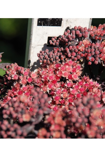 Очиток видний Ксенокс