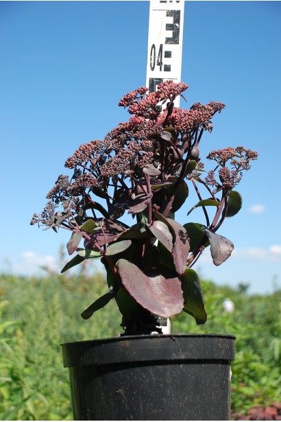 Sedum hybride Xenox у контейнері, готовий для висадки