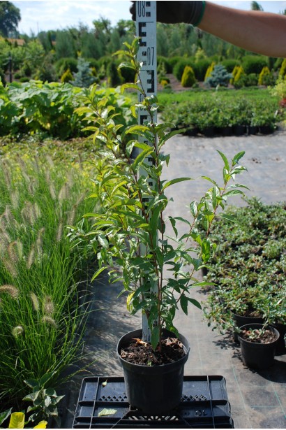 Вишня залозиста Розеа Плена в контейнері 50-70 см