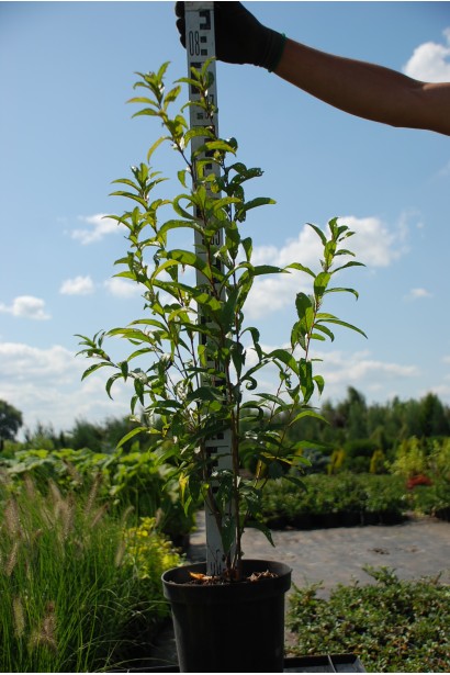 Вишня Розеа Плена горщик 5 л 60-80 см