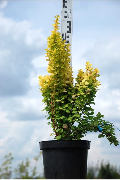 Барбарис Тунберга Голден Торч в контейнері