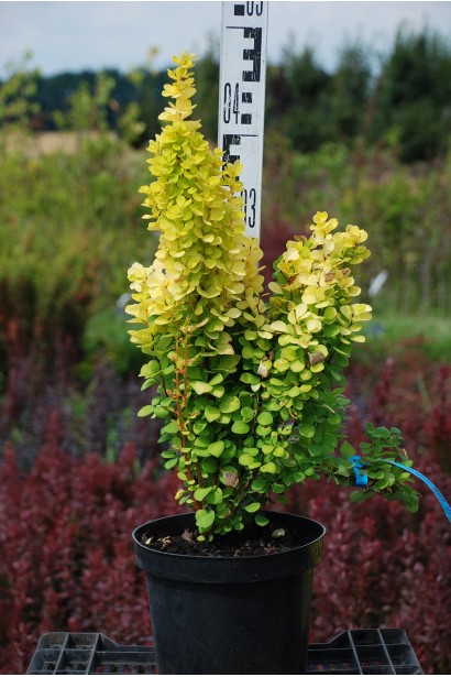 Барбарис Голден Торч висота 30-40 см