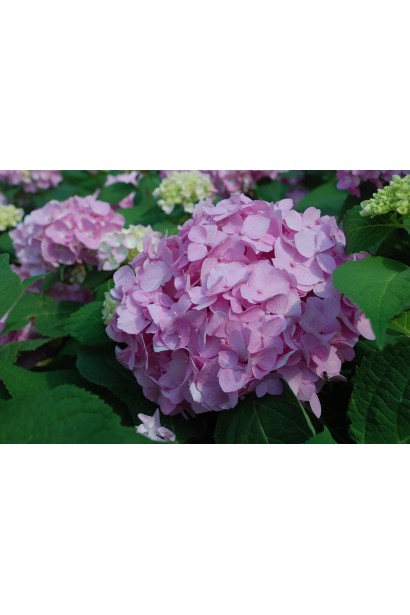 Hydrangea Endless Summer Original