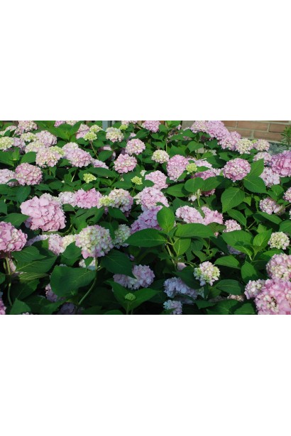 Hydrangea macrophylla Endless Summer Original