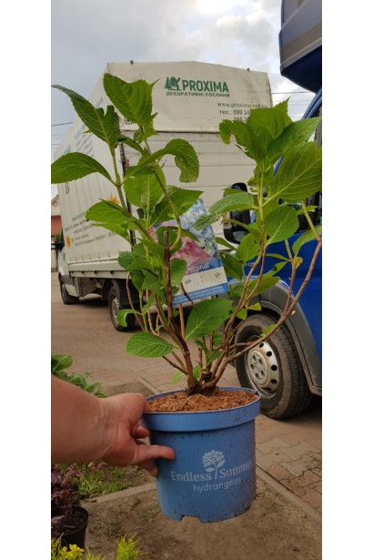 Гортензія Ендлесс Саммер Оріджинал в горщику 3 л