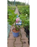 Гортензія широколистна Ендлесс Саммер Оріджинал (рожева) | Hydrangea macrophylla Endless Summer Pink | Гортензия широколистная Ендлесс Саммер Ориджинал (розовая)