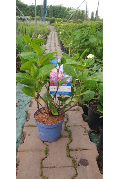 Гортензія Ендлесс Саммер Оріджинал контейнер 3 л