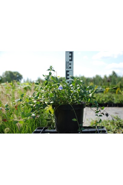 Барвинок малый в контенере 3 л