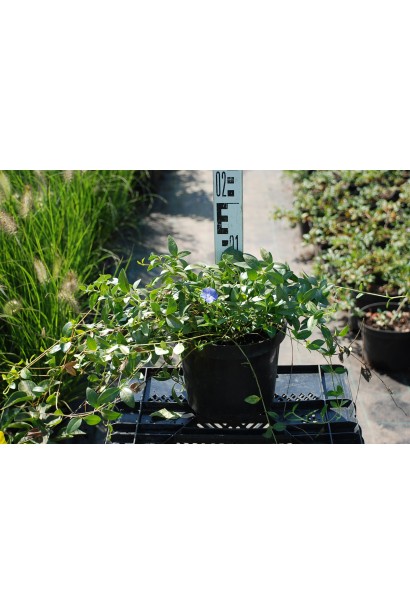 Барвинок малый саженец высота 5-10 см