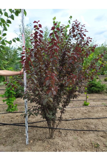 Prunus cerasifera Pissardii – садовый куст с пурпурными листьями