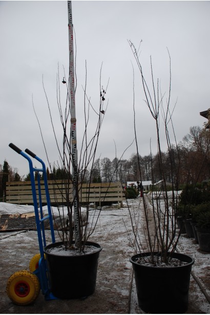 Саженцы сливы растопыренной