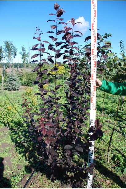 Слива Писсарди – раскидистый декоративный куст.