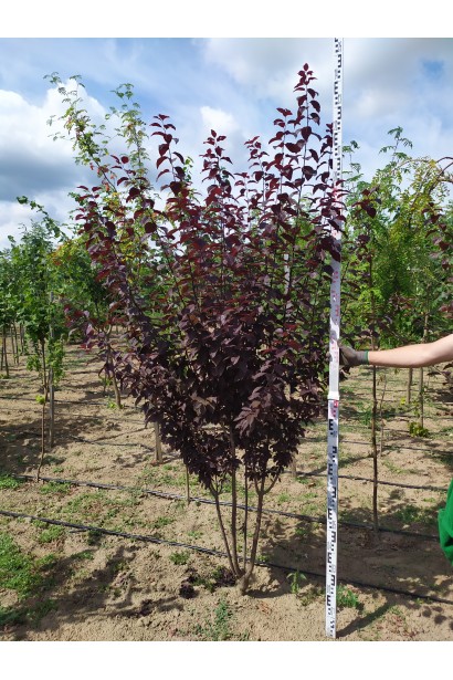 Слива растопырена Писсарди – декоративный акцент для клумбы.