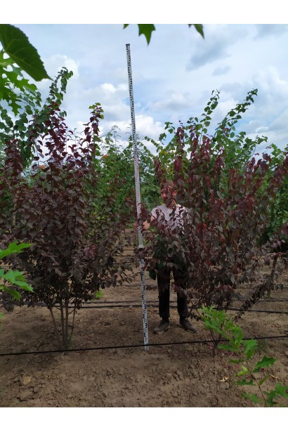 Слива Писсарди – компактный декоративный куст.