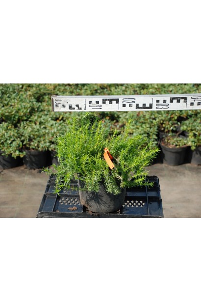 Флокс шиловидний Ред Вінгс - 3л/10-15см/30см