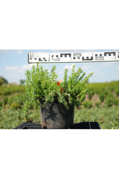 Флокс шиловидний Ред Вінгс - 3л/10-15см/30см