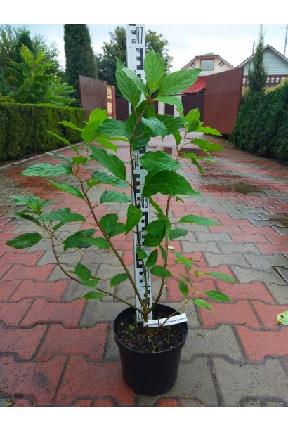 Гортензія волотиста Фантом в горщику 3 л