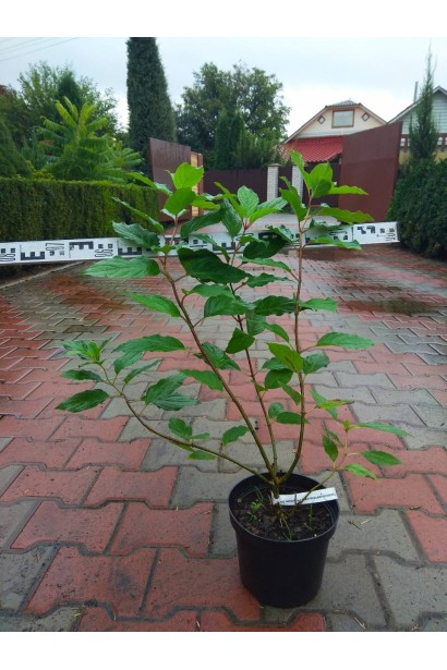 Гортензія волотиста Фантом в садовому центрі