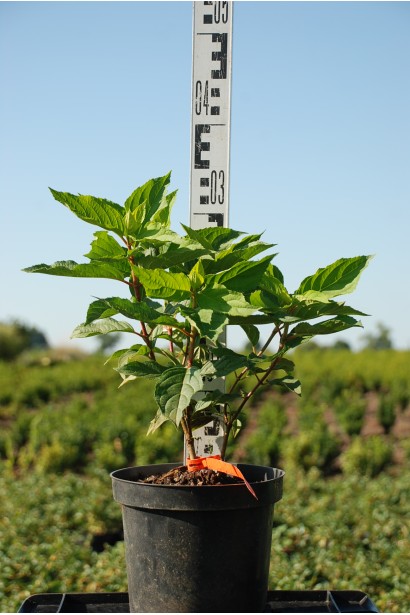 Гортензія волотиста Фантом саджанець 20-30 см