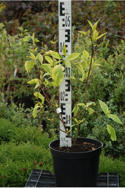 Дерен белый спает контейнер 3 л 30-50 см