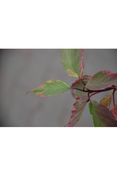 Дерен белый Спаети медный оттенок листьев при распускании