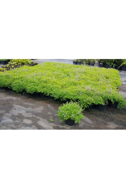 Тим`ян / Чебрець лимонний Ауреа | Thymus citriodorus Aurea | Тимьян / Чабрец лимонный Ауреа