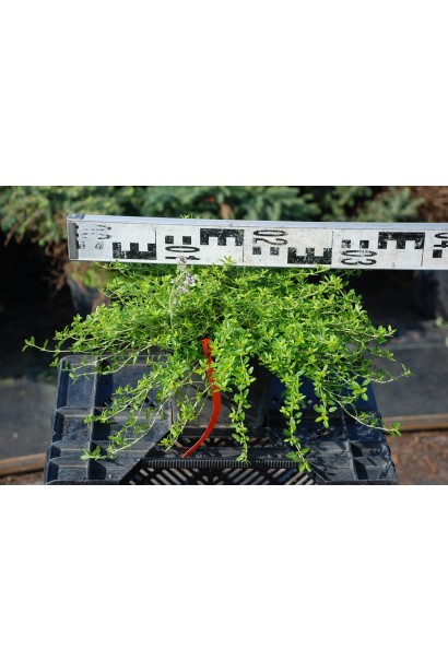 Тим`ян / Чебрець лимонний Ауреа | Thymus citriodorus Aurea | Тимьян / Чабрец лимонный Ауреа