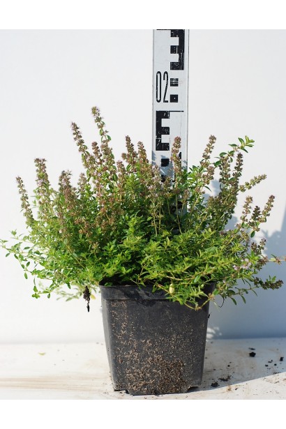 Тим`ян / Чебрець лимонний Ауреа | Thymus citriodorus Aurea | Тимьян / Чабрец лимонный Ауреа