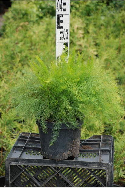 Аспарагус в контейнере 3л высота 25-30 см