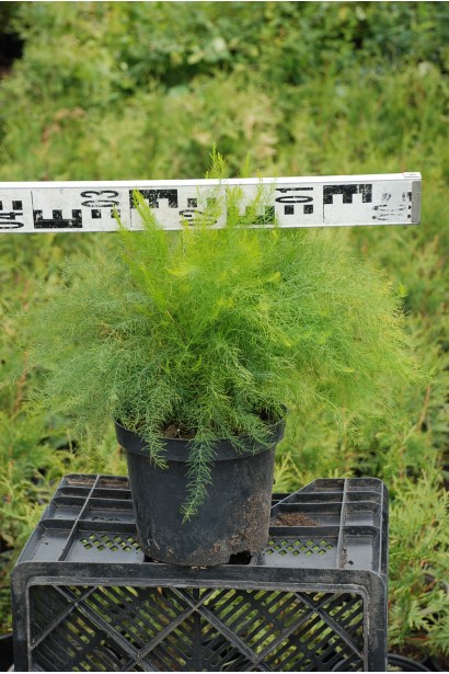 Аспарагус перистый в контейнере диаметр 40 см