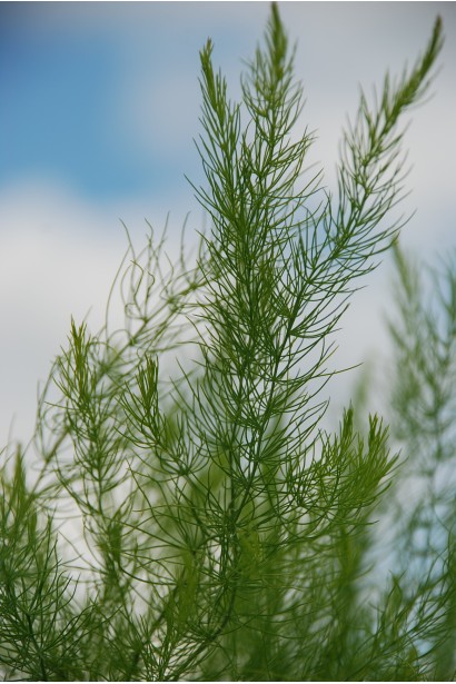 Аспарагус зеленые перистые листья