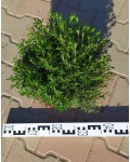 Гвоздика травянка миртинервиус почвопокровная | Dianthus deltoides | Гвоздика дельтоподібна міртінервіус ґрунтопокривна