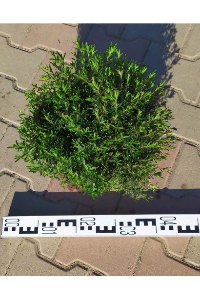 Гвоздика дельтоподібна саджанець діаметр 35-40 см