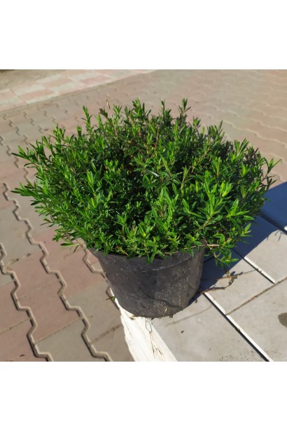 Гвоздика дельтоподібна в горщику 3 л