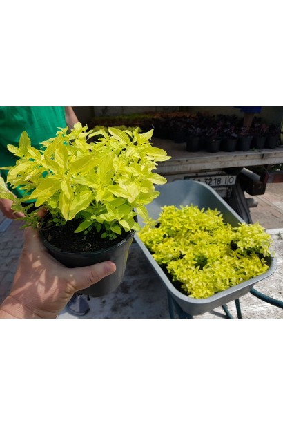 Материнка звичайна Ауреа в горщику 3 л