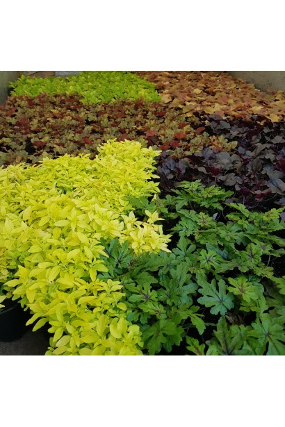 Душиця звичайна Ауреа