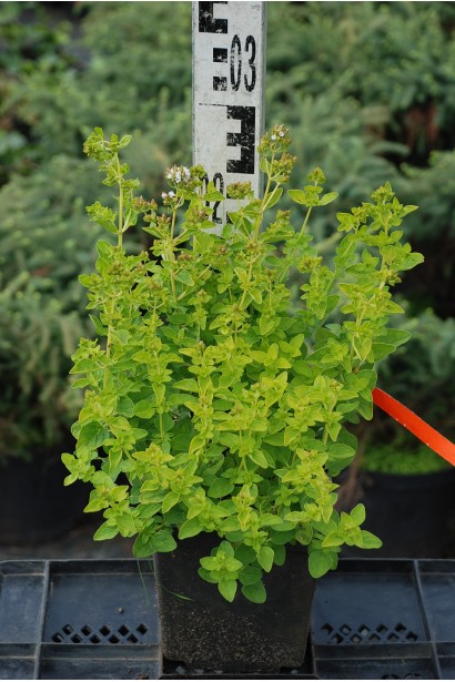 Материнка Ауреа контейнер 3 л 15-20 см