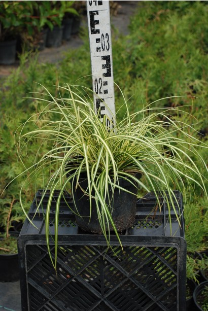 Осока птахоніжкова Варієгата