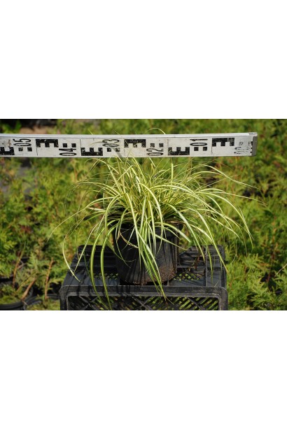 Осока птахоніжкова Варієгата